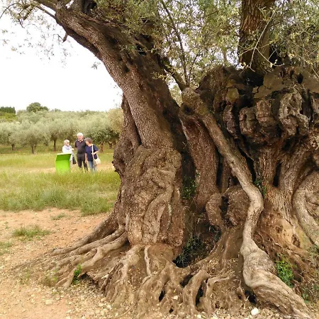 Rustic Oh, Casa Grupos Lantställe *